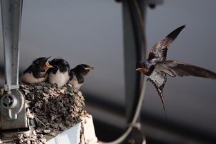 關(guān)于燕子一家的詩句