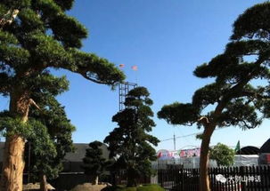 表現(xiàn)松樹的古詩句