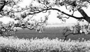 春意盎然,詩句,表達