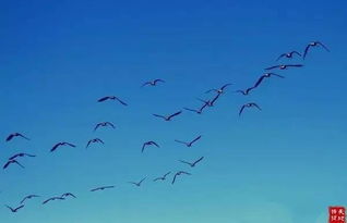 關(guān)于雁意象的詩句,以雁為意象的詩句,關(guān)于大雁意象的詩句