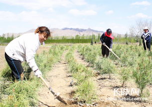關(guān)于培育苗圃的詩句