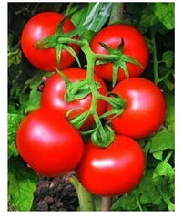 關(guān)于西紅柿的詩句