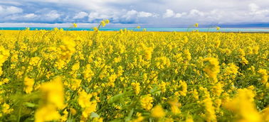 關(guān)于民情風(fēng)俗的詩(shī)句