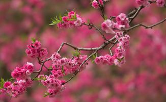 描寫竹子桃花的詩(shī)句古詩(shī)詞