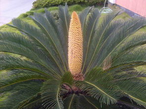 有關(guān)鐵樹的詩(shī)句,贊美鐵樹的詩(shī)句,描寫鐵樹的詩(shī)句