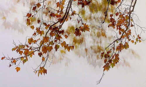 關(guān)于梧桐和鳳凰的詩句