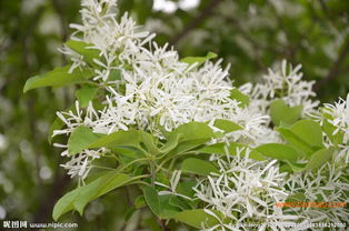 關(guān)于油根子詩(shī)句