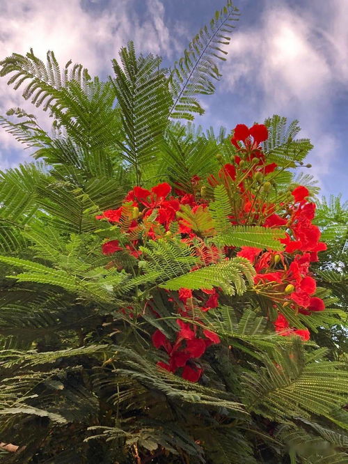 關(guān)于虛無的詩句