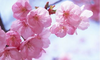 關于櫻花的唯美古詩句,描寫櫻花美的唯美古詩,關于櫻花的詩句
