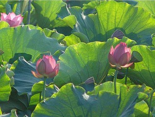 歌頌夏天的詩句古詩