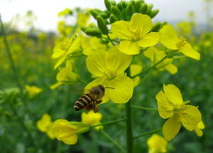 描寫油菜花的古詩句,描寫油菜花的詩句古詩,描寫春天油菜花的古詩