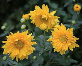 菊花,古詩(shī),詩(shī)句,大全