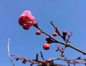 關(guān)于寒梅氣質(zhì)的詩句