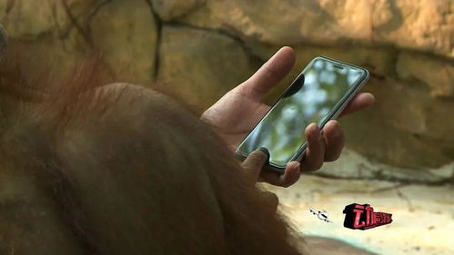 關(guān)于猿和猴的詩句