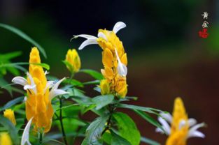 關(guān)于黃金塔花的詩(shī)句