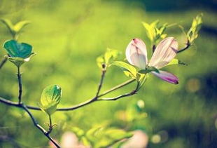 春天寫(xiě)竹子的詩(shī)句古詩(shī)