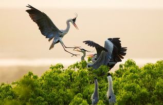 愛鳥護(hù)鳥古詩句