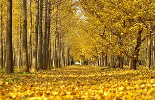 寫銀杏的古詩句