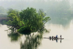 歌詠,詩句,楊柳