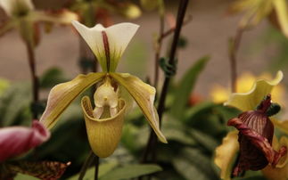 描寫春天樹木茂盛的詩句,關(guān)于春天樹木的詩句古詩,春天草木茂盛的詩句