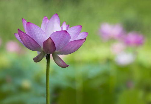 關(guān)于荷花的廉潔詩(shī)句古詩(shī)