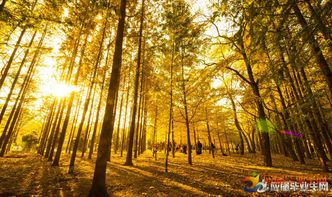 六上學(xué)的有關(guān)秋的古詩句