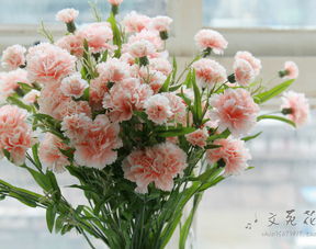 康乃馨,詩句,美麗