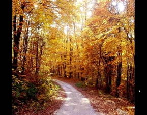 關于秋天的兒童詩句大全