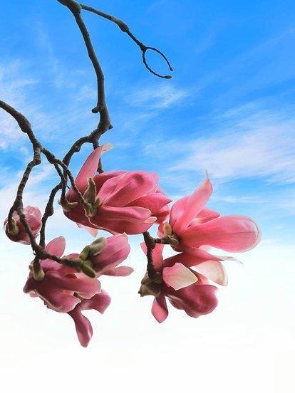 詩(shī)句,花語(yǔ),詩(shī)中