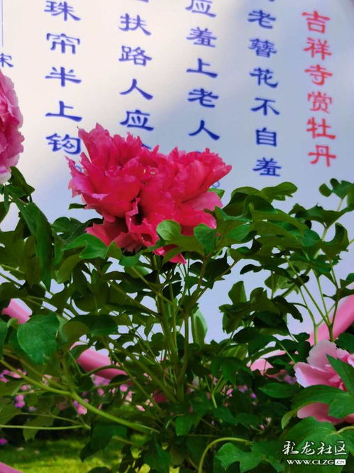 贊美牡丹的詩句古詩李白,贊美牡丹的詩句古詩白居易,牡丹贊美詩句古詩六字