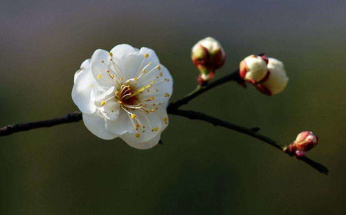 古詩(shī),詩(shī)句,梅花,大全