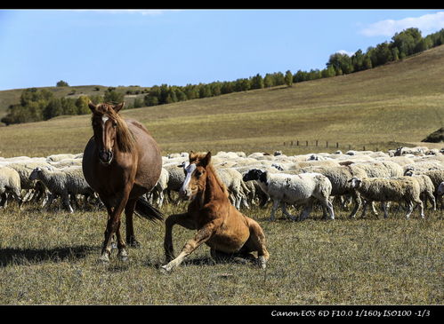 關(guān)于草原馬羊的詩句