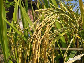 關(guān)于谷子成熟的詩句