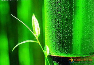 有描寫關(guān)于竹林的詩句