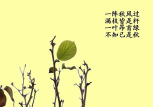 描寫秋天葉子的古詩(shī)或詩(shī)句,有關(guān)葉子的詩(shī)句古詩(shī),贊美葉子的詩(shī)句古詩(shī)