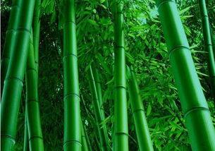 關(guān)于竹子的詩句詩句