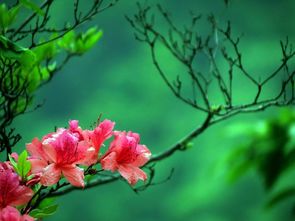 關(guān)于杜鵑花美好的詩句