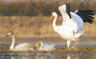 關(guān)于日和白鶴的詩(shī)句