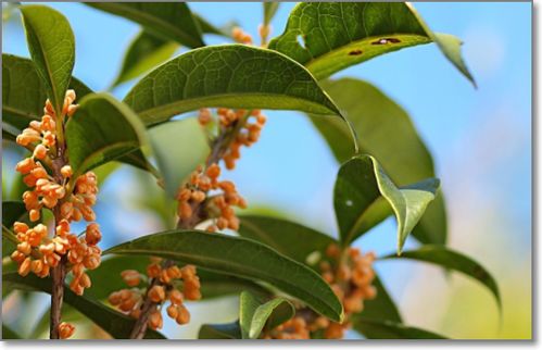 關(guān)于尋找桂花的詩句