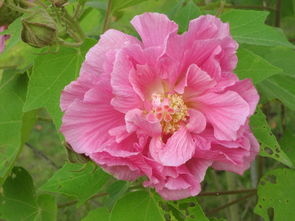 花字開(kāi)頭的古詩(shī)句