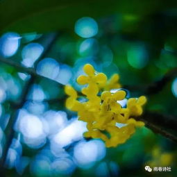 關(guān)于秋天桂花詩句古詩