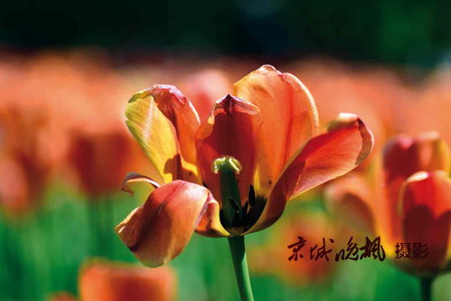 寫花開的旺盛的詩句,形容花開得旺盛的詩句,秋季花開旺盛詩句