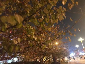 自寫關于夜晚人散步的詩句