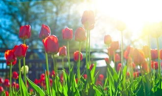 春天開頭的詩句古詩