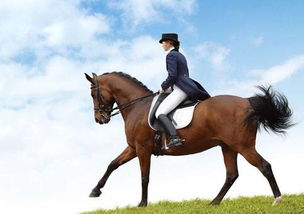 關(guān)于騎馬遠(yuǎn)行的古詩句