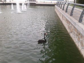 關(guān)于白鵝的駱賓王的詩(shī)句