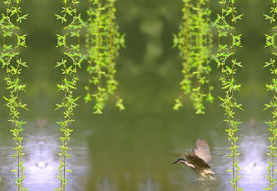 仿寫關(guān)于柳樹的詩句