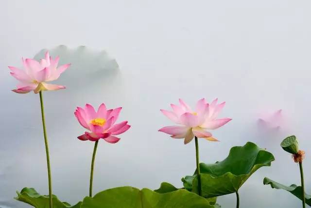 關于荷花繁茂的詩句