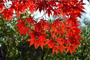 關(guān)于楓葉的詩(shī)句古詩(shī)詞,關(guān)于秋天楓葉的詩(shī)句古詩(shī)詞,贊美楓葉的詩(shī)句古詩(shī)詞