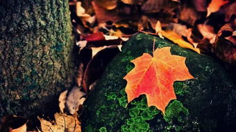 古詩(shī)詞,詩(shī)句,楓葉